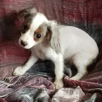 RILEY TINY CAVAPOO , a male Cavalier King Charles Spaniel and Poodle - Toy  for sale in Yakima, WA – 1 of 1