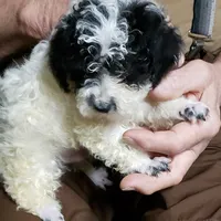 HATTIE'S HARVY, a male Poodle - Toy  for sale in Yakima, WA – 1 of 1