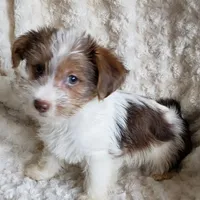 HAPPY RICKY, a male Yorkshire Terrier for sale in Yakima, WA – Photo 3 of 3