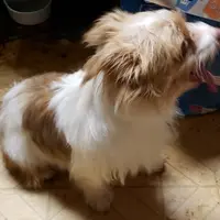 HAPPY RICKY, a male Yorkshire Terrier for sale in Yakima, WA – Photo 1 of 3