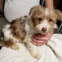 HAPPY RICKY, a male Yorkshire Terrier for sale in Yakima, WA – Photo 2 of 3