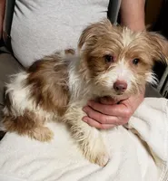 HAPPY RICKY, a male Yorkshire Terrier for sale in Yakima, WA – Photo 2 of 3