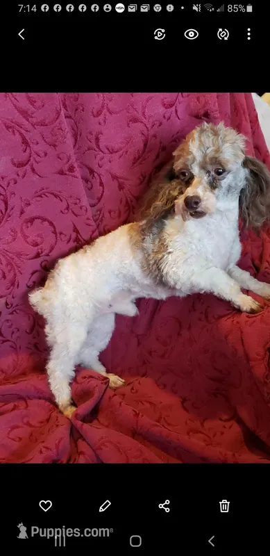LIL' AXEL – Poodle - Toy  puppy on hold in Yakima, WA