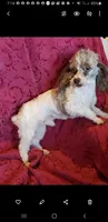 LIL' AXEL, a male Poodle - Toy  for sale in Yakima, WA – 1 of 1