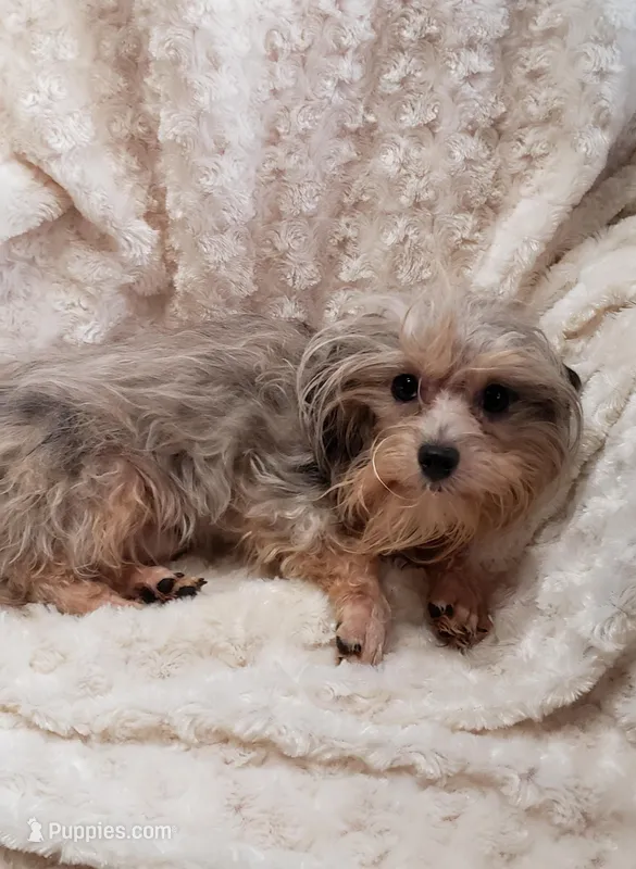 TINY LIL' RAINY REDUCED