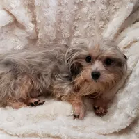 TINY LIL' RAINY REDUCED, a male Cavapoo and Poodle - Toy  for sale in Yakima, WA – 1 of 1