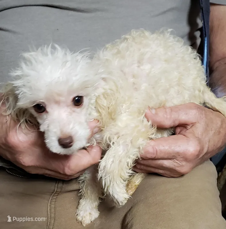 CAPPI'S TINY LIL'ANGIE