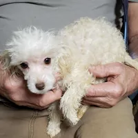 CAPPI'S TINY LIL'ANGIE, a female Poodle - Toy  for sale in Yakima, WA – 1 of 1