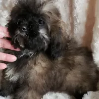 REDUCED SABLE BOWSER, a male Poodle - Toy  for sale in Yakima, WA – Photo 2 of 2