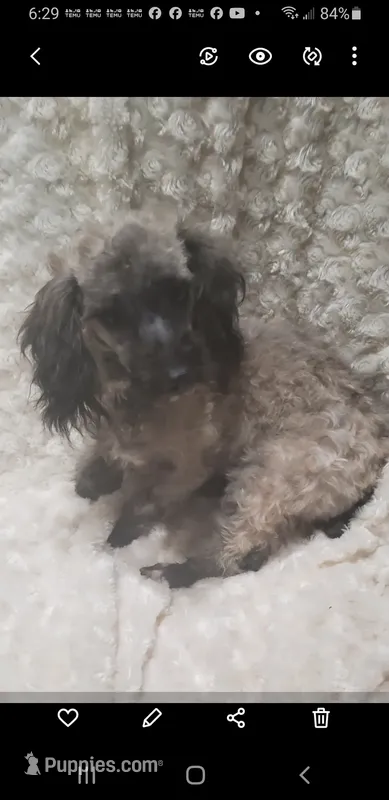 REDUCED SABLE BOWSER