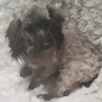 REDUCED SABLE BOWSER, a male Poodle - Toy  for sale in Yakima, WA – Photo 1 of 2