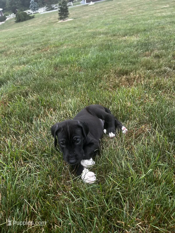 bubbles – Great Dane puppy for sale in Germansville, PA