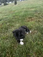 bubbles, a female Great Dane for sale in Germansville, PA – 1 of 1