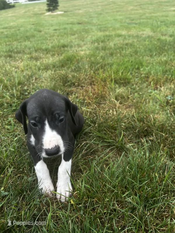 waffles – Great Dane puppy for sale in Germansville, PA