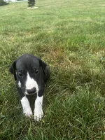 waffles, a male Great Dane for sale in Germansville, PA – 1 of 1