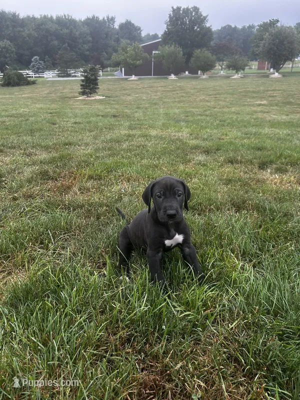 black dahlia – Great Dane puppy for sale in Germansville, PA