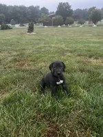 black dahlia, a female Great Dane for sale in Germansville, PA – 1 of 1