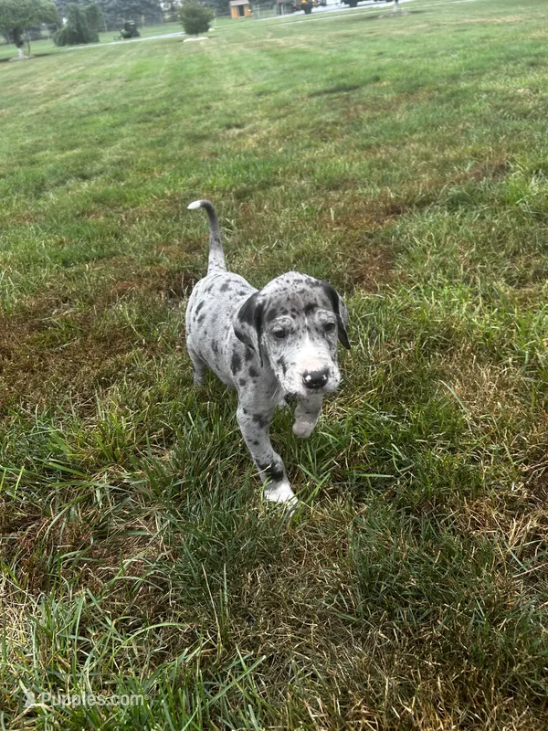 Gunter – Great Dane puppy for sale in Germansville, PA