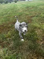 Gunter, a male Great Dane for sale in Germansville, PA – 1 of 1