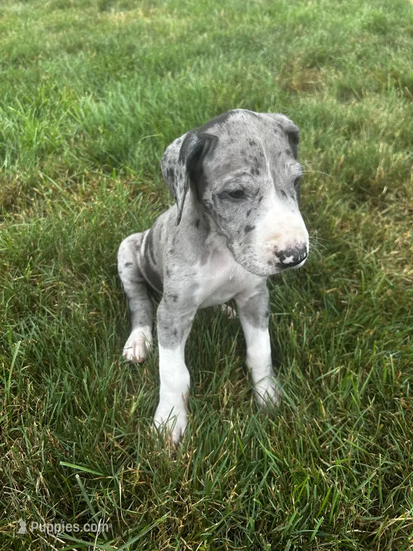 chopper – Great Dane puppy for sale in Germansville, PA