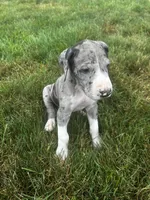 chopper, a male Great Dane for sale in Germansville, PA – 1 of 1
