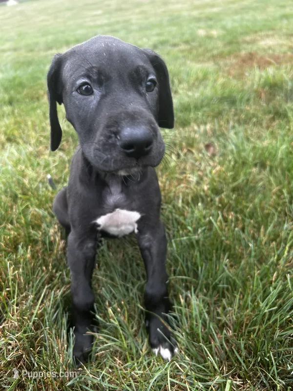 Athena – Great Dane puppy for sale in Germansville, PA