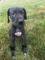 Athena, a female Great Dane for sale in Germansville, PA – 1 of 1