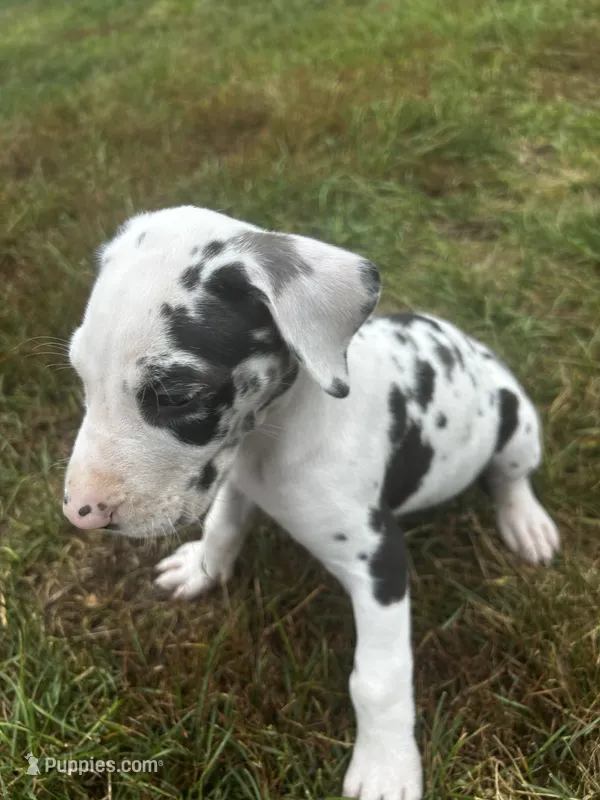 sundae – Great Dane puppy for sale in Germansville, PA
