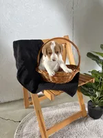 Hazel, a female Australian Shepherd and Beagle for sale in Shipshewana, IN – Photo 3 of 4