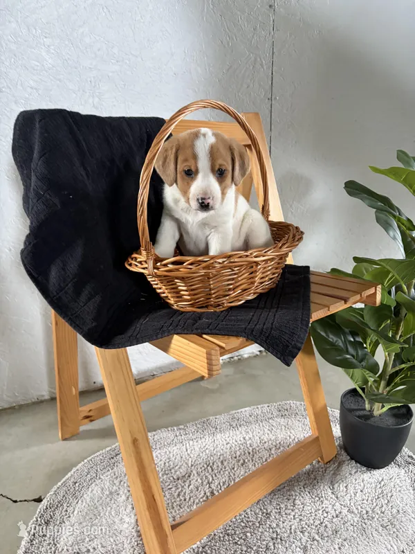 Hazel – Australian Shepherd, Beagle puppy for sale in Shipshewana, IN