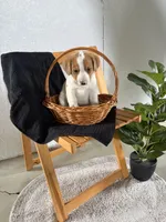 Hazel, a female Australian Shepherd and Beagle for sale in Shipshewana, IN – Photo 4 of 4
