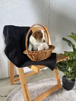 Hazel, a female Australian Shepherd and Beagle for sale in Shipshewana, IN – Photo 2 of 4