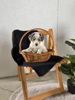 Lucy, a female Australian Shepherd and Beagle for sale in Shipshewana, IN – Photo 3 of 4