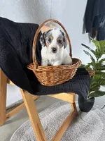 Lucy, a female Australian Shepherd and Beagle for sale in Shipshewana, IN – Photo 4 of 4
