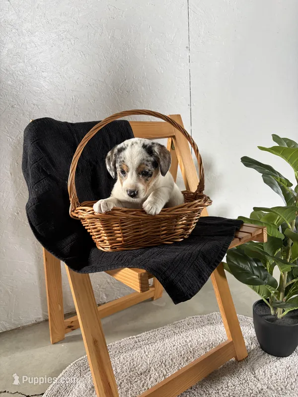 Lucy – Australian Shepherd, Beagle puppy for sale in Shipshewana, IN