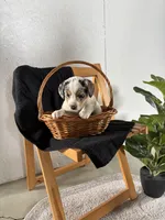 Lucy, a female Australian Shepherd and Beagle for sale in Shipshewana, IN – Photo 1 of 4