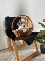 Lucy, a female Australian Shepherd and Beagle for sale in Shipshewana, IN – Photo 2 of 4