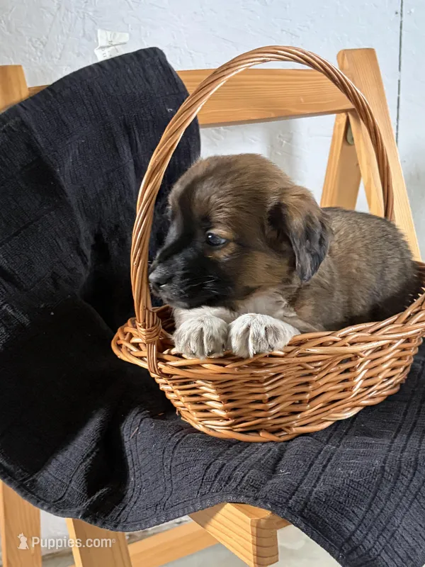 Biff – Australian Shepherd, Beagle puppy for sale in Shipshewana, IN