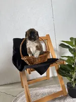 Biff, a male Australian Shepherd and Beagle for sale in Shipshewana, IN – Photo 4 of 4