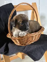 Biff, a male Australian Shepherd and Beagle for sale in Shipshewana, IN – Photo 2 of 4