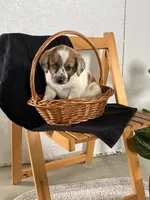 Copper, a male Australian Shepherd and Beagle for sale in Shipshewana, IN – Photo 3 of 4