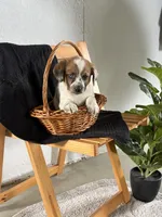 Copper, a male Australian Shepherd and Beagle for sale in Shipshewana, IN – Photo 2 of 4