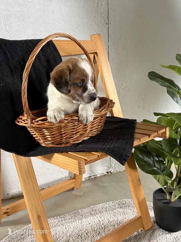 Copper – Australian Shepherd, Beagle puppy for sale in Shipshewana, IN