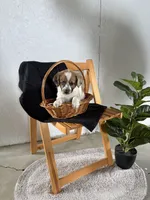 Copper, a male Australian Shepherd and Beagle for sale in Shipshewana, IN – Photo 4 of 4