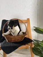 Sport, a male Australian Shepherd and Beagle for sale in Shipshewana, IN – Photo 2 of 4