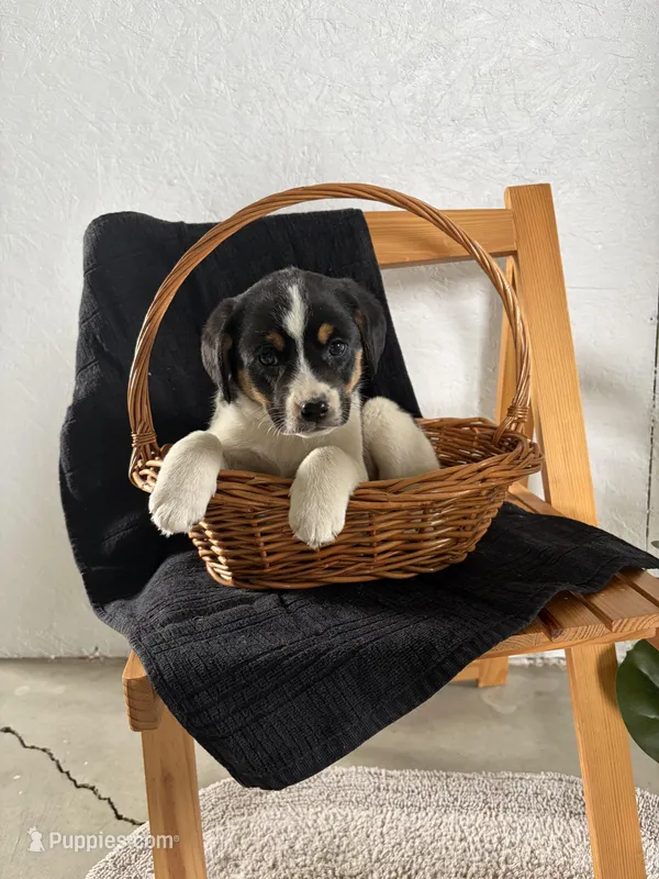 Sport – Australian Shepherd, Beagle puppy for sale in Shipshewana, IN