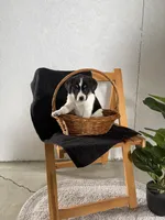 Sport, a male Australian Shepherd and Beagle for sale in Shipshewana, IN – Photo 4 of 4