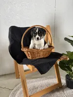 Sport, a male Australian Shepherd and Beagle for sale in Shipshewana, IN – Photo 3 of 4