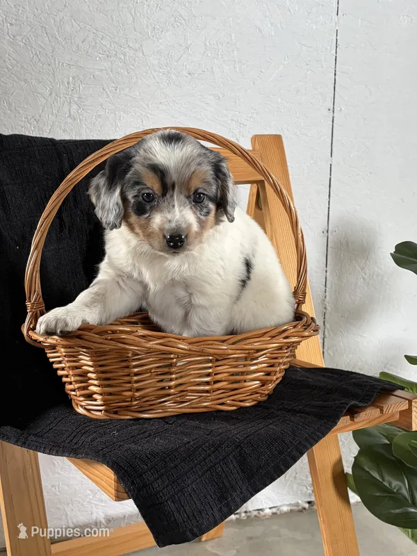 Lexi, a female Australian Shepherd and Beagle for sale in Shipshewana, IN – Photo 1 of 4