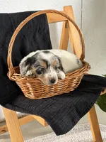 Lexi, a female Australian Shepherd and Beagle for sale in Shipshewana, IN – Photo 3 of 4